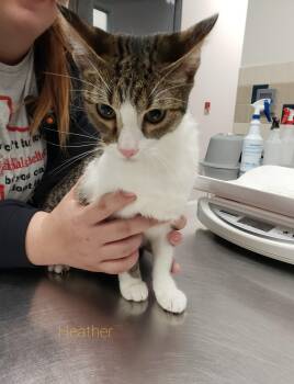 Rescue Domestic Short Hair Cats for Adoption in Allen, Texas - Heather | PetCurious