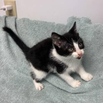 Panda Bear -  Domestic Short Hair Cat for Adoption in Mineral Point, Wisconsin - Panda Bear | PetCurious