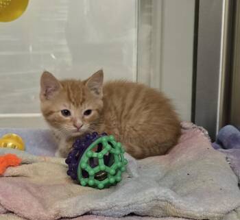 Domestic Short Hair Cats Available for Adoption in Dickson, Tennessee - Rayner | PetCurious