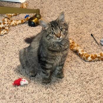 Annika -  Domestic Long Hair Cat for Adoption in Georgetown, Kentucky - Annika | PetCurious