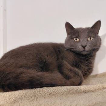 Halo -  Domestic Short Hair Cat for Adoption in Littleton, New Hampshire - Halo | PetCurious