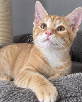 Romeo and Rory -  Domestic Short Hair Cat for Adoption in Hopkinton, Massachusetts - Romeo And Rory | PetCurious