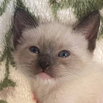 Poppy -  Siamese Cat for Adoption in Long Beach, California - Poppy | PetCurious