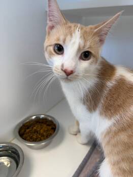 Domestic Short Hair Cats Available for Adoption - Rupaw | PetCurious