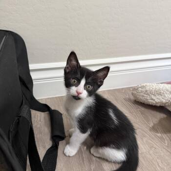 Fettuccine aka Chini -  Tuxedo Cat for Adoption in Gilbert, Arizona - Fettuccine Aka Chini | PetCurious