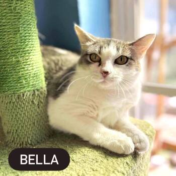 Rescue Domestic Short Hair Cats for Adoption in Pegram, Tennessee - BELLA | PetCurious