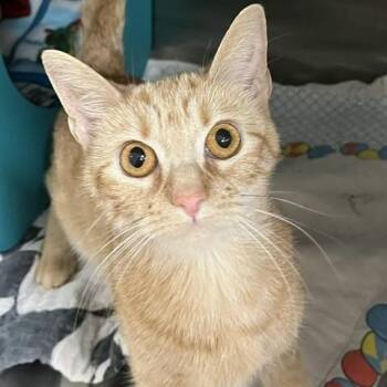 Domestic Short Hair Cats Available for Adoption in Baltimore, Maryland - Goldie | PetCurious