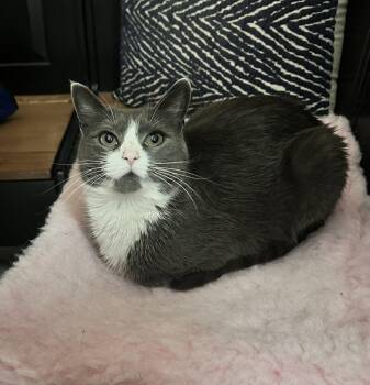 Domestic Short Hair Cats Available for Adoption in Greenwich Township, New Jersey - Allie | PetCurious