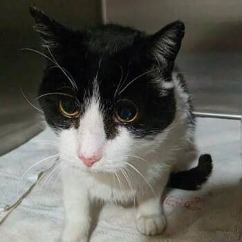 Bet -  Domestic Short Hair Cat for Adoption in Washington, District Of Columbia - Bet | PetCurious