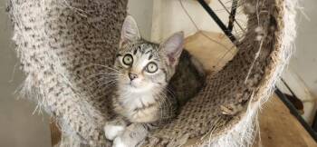 Domestic Short Hair Cats Available for Adoption - Celeste | PetCurious