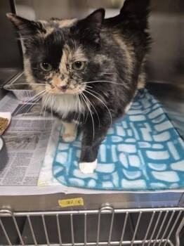 Domestic Long Hair Cats Available for Adoption in Lawrenceville, Georgia - If-12 Wendy | PetCurious