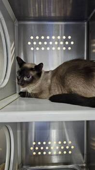 OPHELIA -  Domestic Short Hair Cat for Adoption in St. Peters, Missouri - OPHELIA | PetCurious