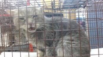 Domestic Short Hair Cats Available for Adoption in Doral, Florida - MACARENA | PetCurious