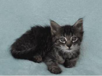 Downy -  Domestic Short Hair Cat for Adoption in Largo, Florida - Downy | PetCurious