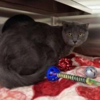 Luna -  Domestic Short Hair Cat for Adoption in Bullhead City, Arizona - Luna | PetCurious