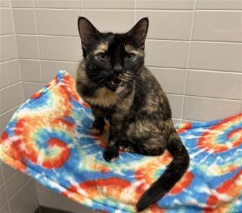 Domestic Short Hair Cats Available for Adoption in Omaha, Nebraska - SMIT | PetCurious