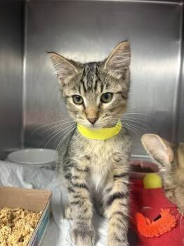 Chili -  Domestic Short Hair Cat for Adoption in Cincinnati, Ohio - Chili | PetCurious