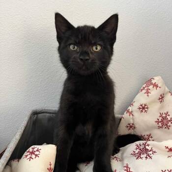 Rescue Domestic Short Hair Cats for Adoption in Gladstone, Oregon - Wasabi | PetCurious