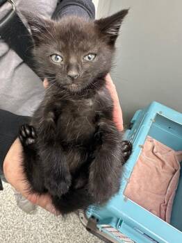 Thing 2 -  Domestic Short Hair Cat Available for Adoption in Pomona, New York - Thing 2 | PetCurious