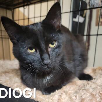 Diogi -  Domestic Short Hair Cat for Adoption in Winchester, Virginia - Diogi | PetCurious