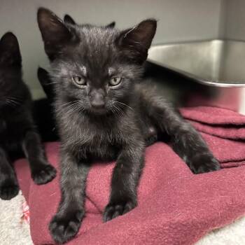 Sputnik -  Domestic Medium Hair Cat Available for Adoption in Priest River, Idaho - Sputnik | PetCurious