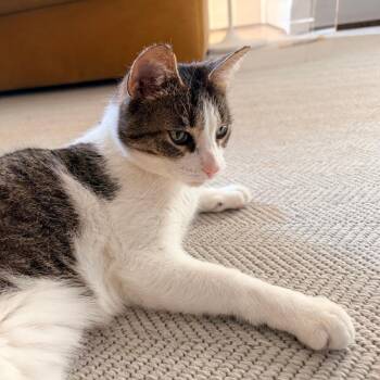 Domestic Short Hair Cats Available for Adoption - Ara | PetCurious