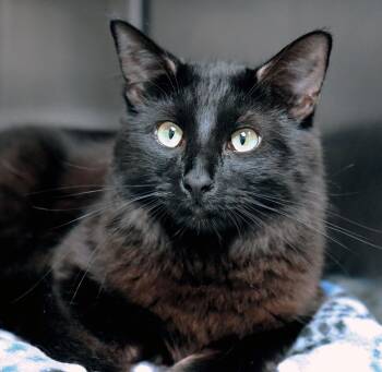 Rocko (AO37423) -  Domestic Medium Hair Cat for Adoption in Kansas City, Kansas - Rocko (AO37423) | PetCurious