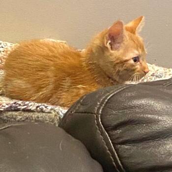 Dewey C11772 -  Domestic Short Hair Cat for Adoption - Dewey C11772 | PetCurious