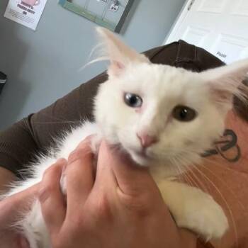 Gummy Bear -  Turkish Angora Cat for Adoption in Lenexa, Kansas - Gummy Bear | PetCurious