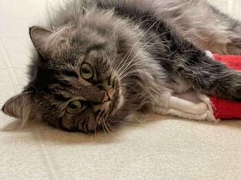 Rescue Domestic Long Hair Cats for Adoption in Winnipeg, Manitoba - Ruby | PetCurious