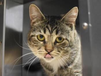 Domestic Short Hair Cats Available for Adoption in Portland, Oregon - String Pillow | PetCurious