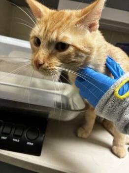 Bucky -  Domestic Short Hair Cat for Adoption in Wichita, Kansas - Bucky | PetCurious