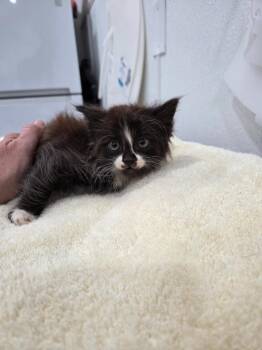 Abraham -  Domestic Long Hair Cat for Adoption in Brookings, Oregon - Abraham | PetCurious
