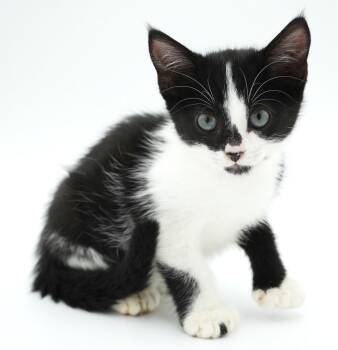 Peter Pan has 24 toes - WOWEEEEE - Hemingway polydactyl EPIC - l -  Extra Toes Cat Hemingway Polydactyl and Tuxedo Cat for Adoption in Bedford Hills, New York - Peter Pan Has 24 Toes - WOWEEEEE - Hemingway Polydactyl EPIC - L | PetCurious
