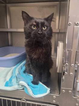 Domestic Long Hair Cats Available for Adoption - Brillo | PetCurious