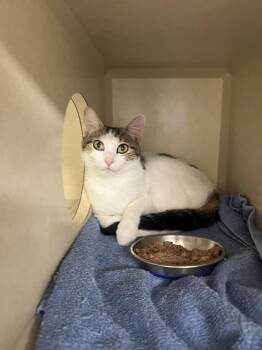 Charli - available 7/18 -  Domestic Short Hair Cat for Adoption in Elmsford, New York - Charli - Available 7/18 | PetCurious