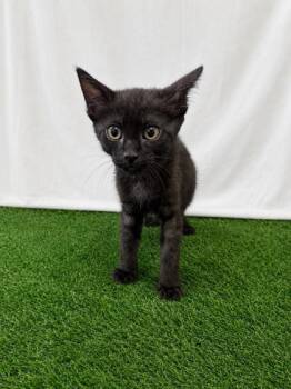 Chad -  Domestic Short Hair Cat for Adoption in Covington, Louisiana - Chad | PetCurious