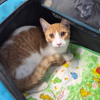 Roki -  Domestic Short Hair Cat for Adoption in Wahiawa, Hawaii - Roki | PetCurious