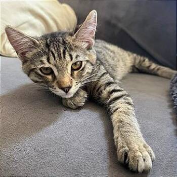 Goldie -  Domestic Short Hair Cat for Adoption in Pleasant Hill, California - Goldie | PetCurious