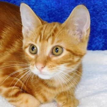 Wyatt -  Domestic Short Hair Cat for Adoption in Canton, Illinois - Wyatt | PetCurious