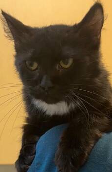 Domestic Medium Hair Cats Available for Adoption - BLACKIE | PetCurious