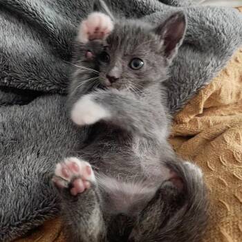 Xenon 11 -  Domestic Short Hair Cat for Adoption in Austin, Texas - Xenon 11 | PetCurious