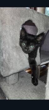 Domestic Short Hair Cats Available for Adoption in Lewis Center, Ohio - Onyx | PetCurious