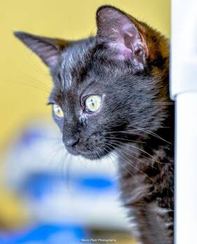 Ragu -  Domestic Short Hair Cat for Adoption in Green Valley, Arizona - Ragu | PetCurious