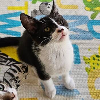 Kennedy -  Domestic Short Hair Cat for Adoption in Westminster, California - Kennedy | PetCurious