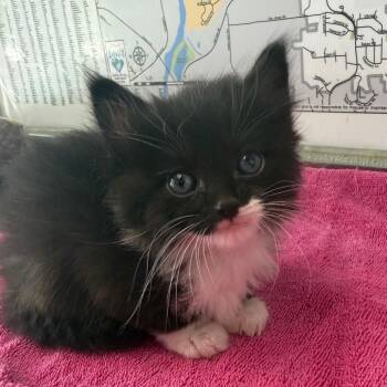 Alani -  Domestic Short Hair Cat for Adoption in Mankato, Minnesota - Alani | PetCurious