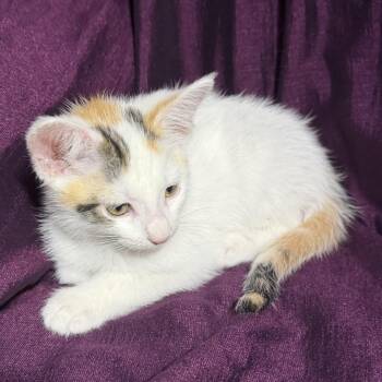 Tala -  Domestic Short Hair Cat for Adoption in Spokane, Washington - Tala | PetCurious