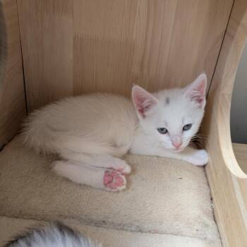Cinderella -  Domestic Short Hair Cat for Adoption in Woodstock, Virginia - Cinderella | PetCurious