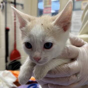 Domestic Short Hair Cats Available for Adoption in Murray, Utah - Momo | PetCurious