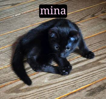Mina -  Domestic Short Hair Cat for Adoption in Johnson City, Tennessee - Mina | PetCurious